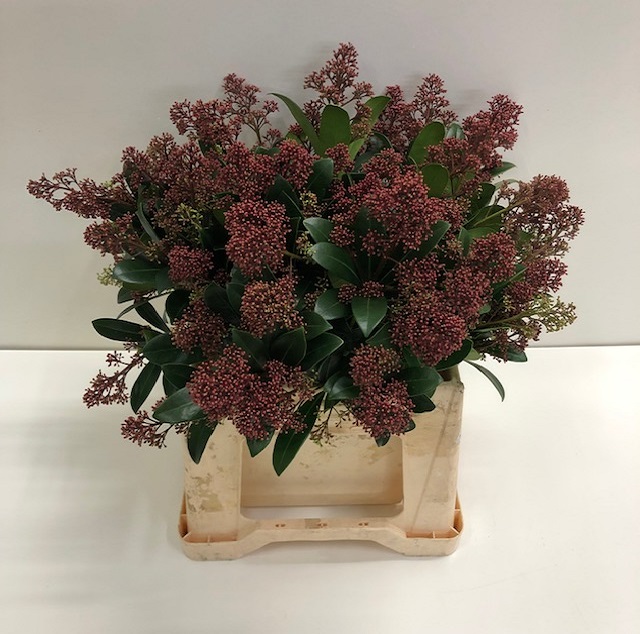 Skimmia rubella per bunch.jpg